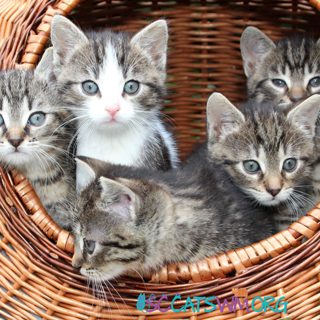 Curated visual reference: Visual Reference: Free Kittens Why You Shouldn T Get Free Kittens And