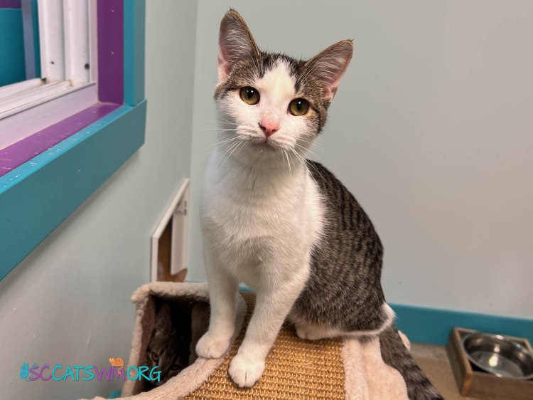 No more Free Kittens!