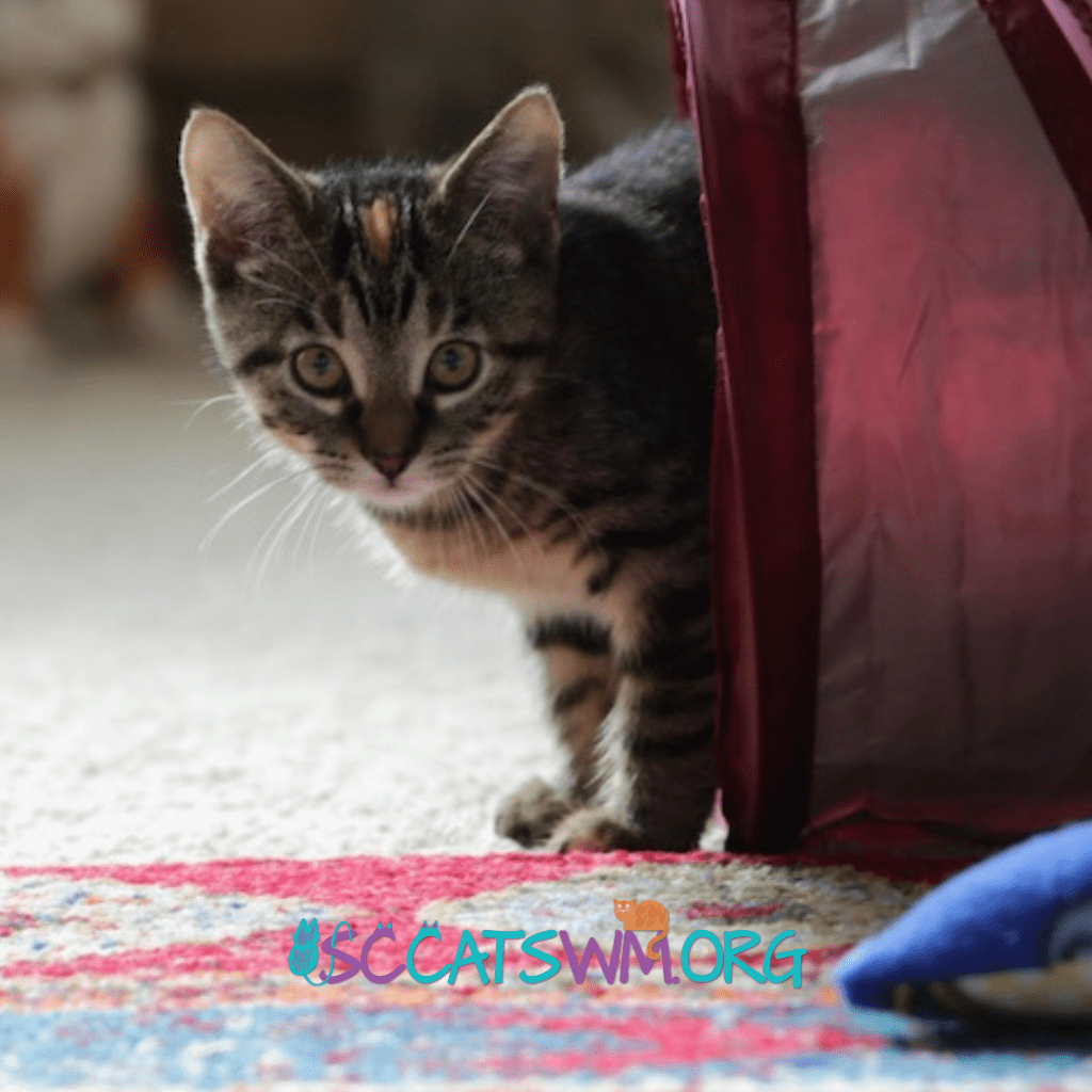 The Benefits of Adoption Fees