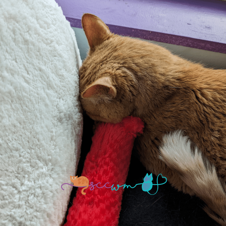 first 3 days of a cat settling into their new home