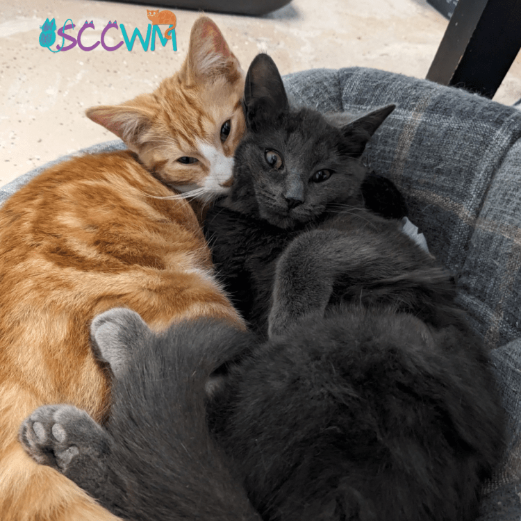 first 3 weeks of a kitty getting a new home