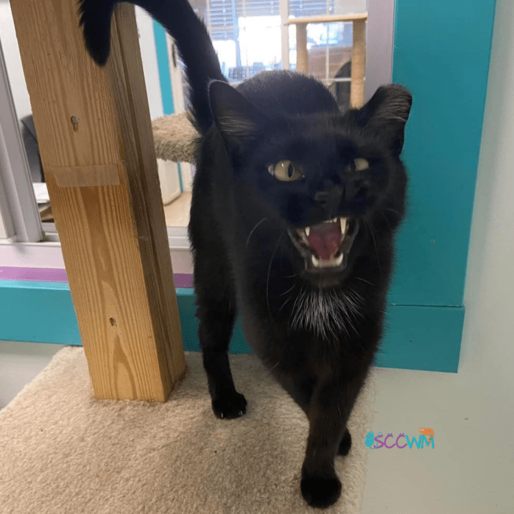 what do to with a cat that is not settling in