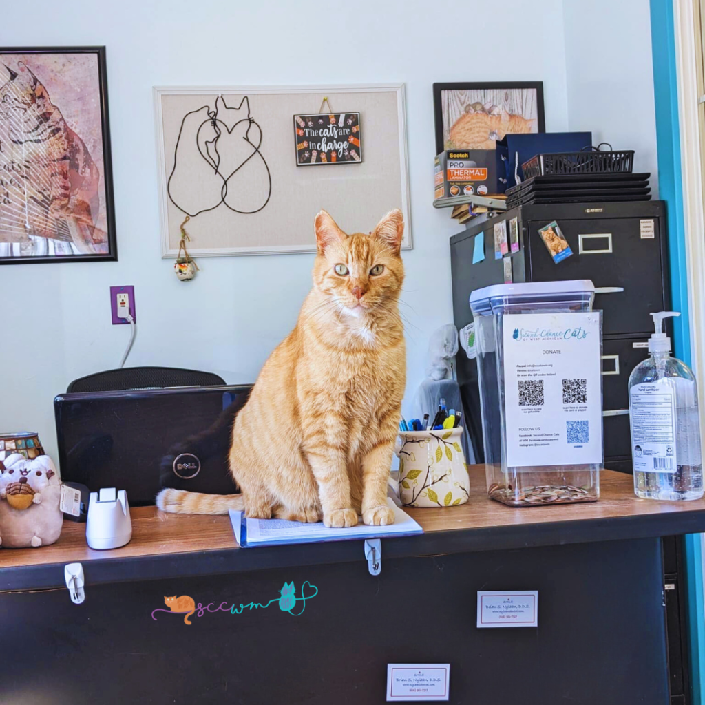 Hudson cat mascot of Second Chance Cats of WM