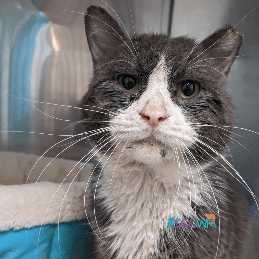 chronic illness in cats