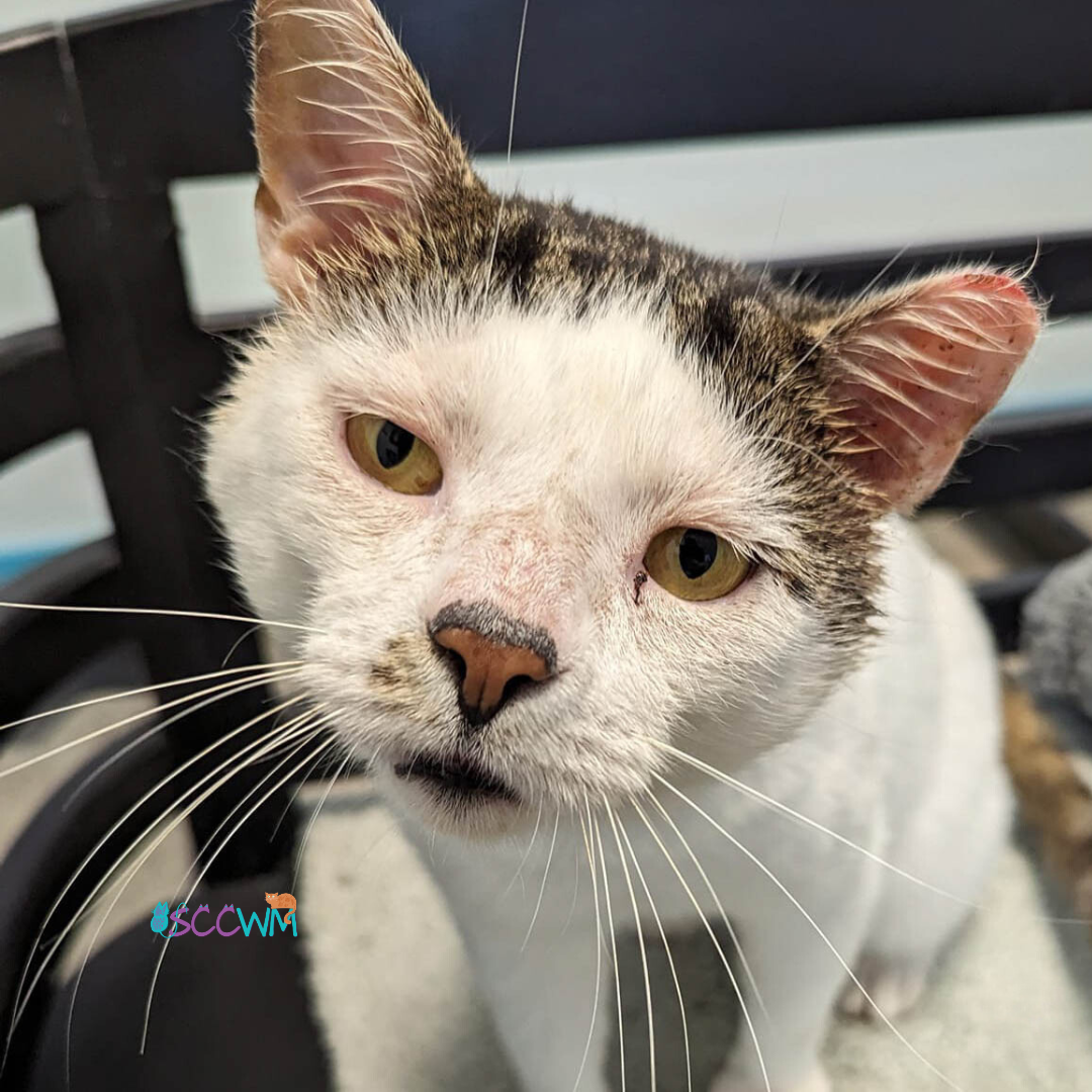 types of special needs cats that need adopting