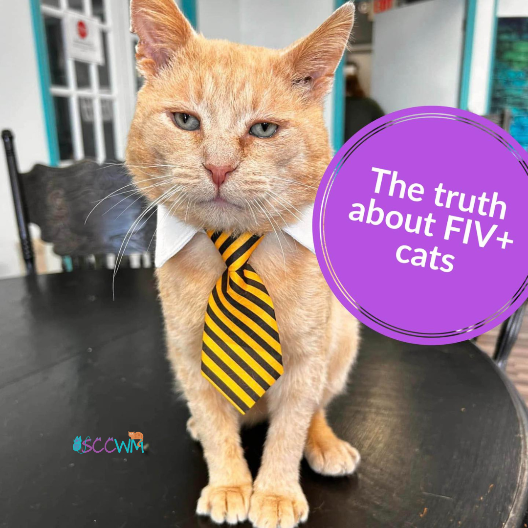 the truth about FIV + cats