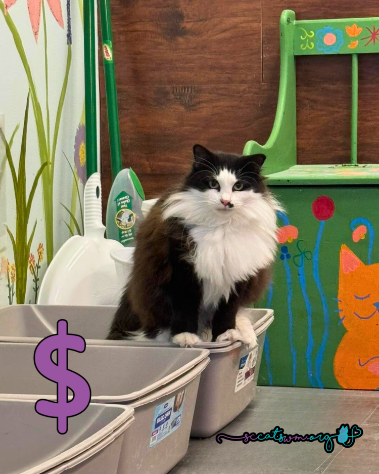 A fluffy black-and-white cat with a distinctive mustache marking sits on top of a stack of litter boxes. A large purple dollar sign is placed beside the cat, symbolizing the cost of cat ownership. The Second Chance Cats of West Michigan logo and website URL (sccatswm.org) are included in the image.