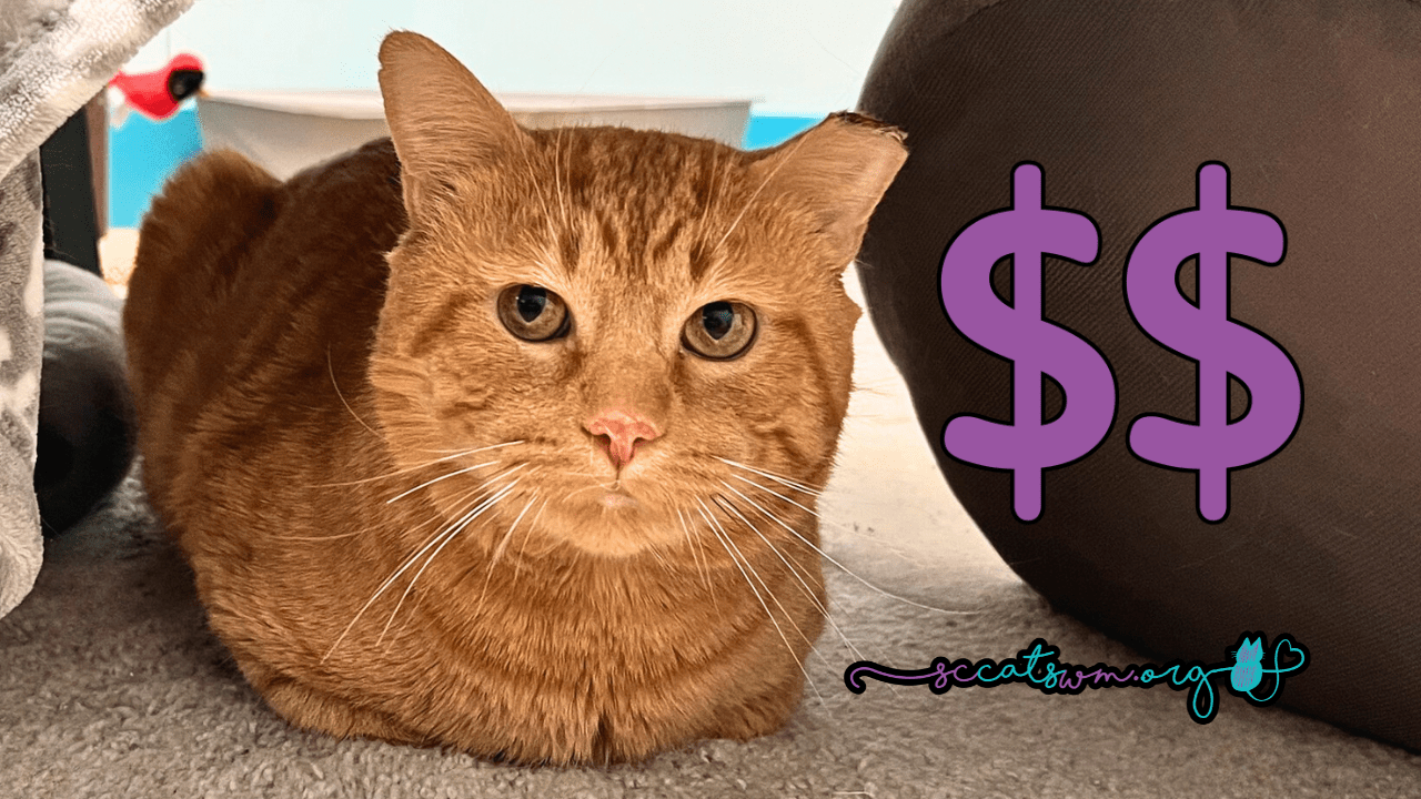 An orange tabby cat with green eyes sits on a soft carpet, gazing directly at the camera. Two large purple dollar signs are placed beside the cat, symbolizing the cost of adoption. The Second Chance Cats of West Michigan logo and website URL (sccatswm.org) are included in the image.