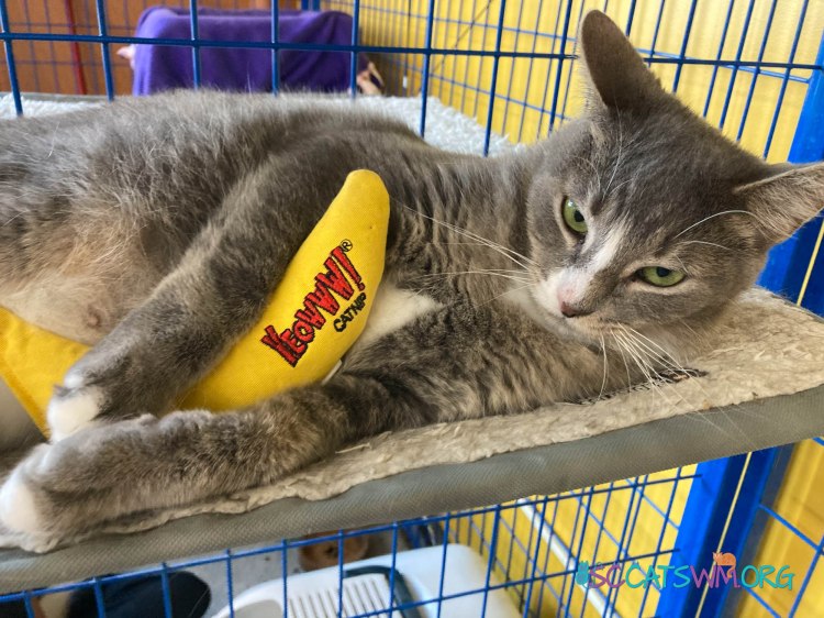 A grey and white cat lounging on a soft bed inside a blue wire enclosure, cuddling a yellow Yeowww! catnip banana toy, with a relaxed yet slightly grumpy expression.