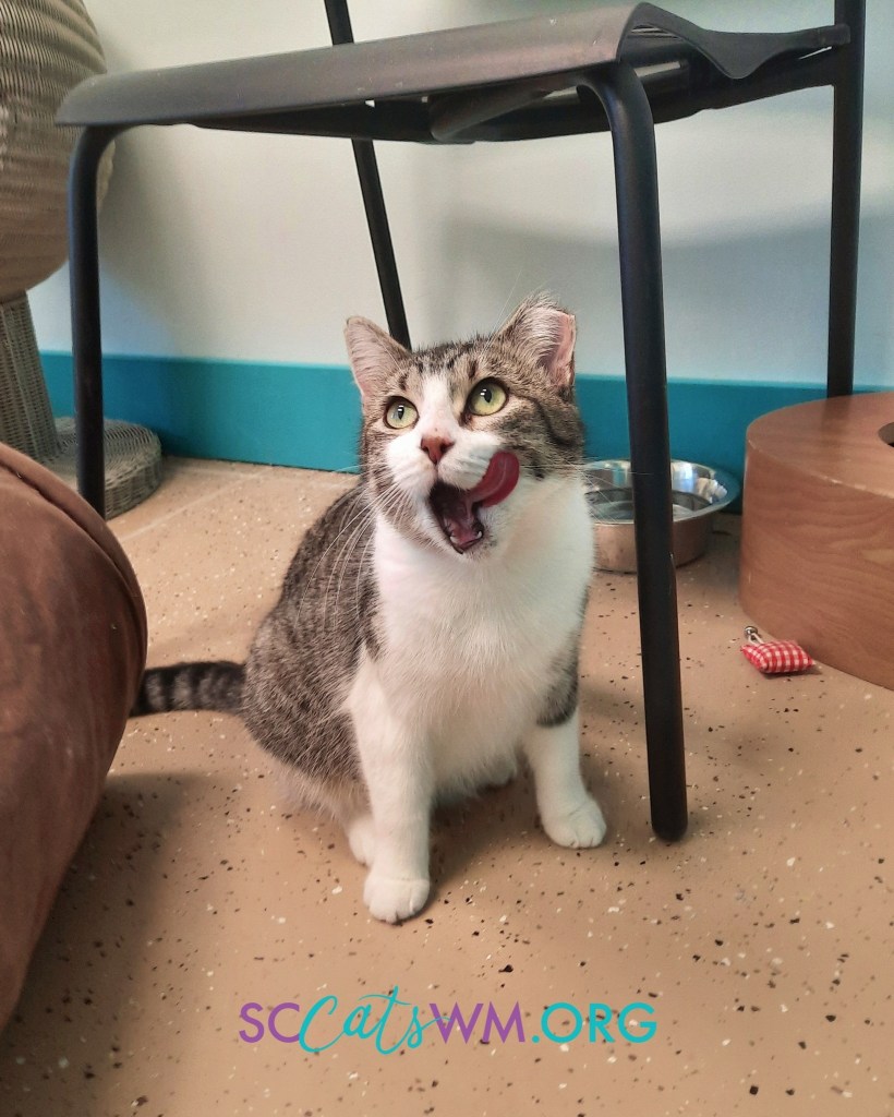 A tabby and white cat sitting on a speckled floor, licking its lips with its tongue curled to the side, looking eager or excited. The cat is under a black chair, with a food bowl and a small red-and-white toy nearby.