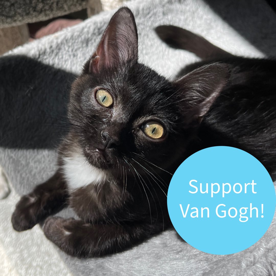 May be an image of cat and text that says 'Support Van Gogh!'