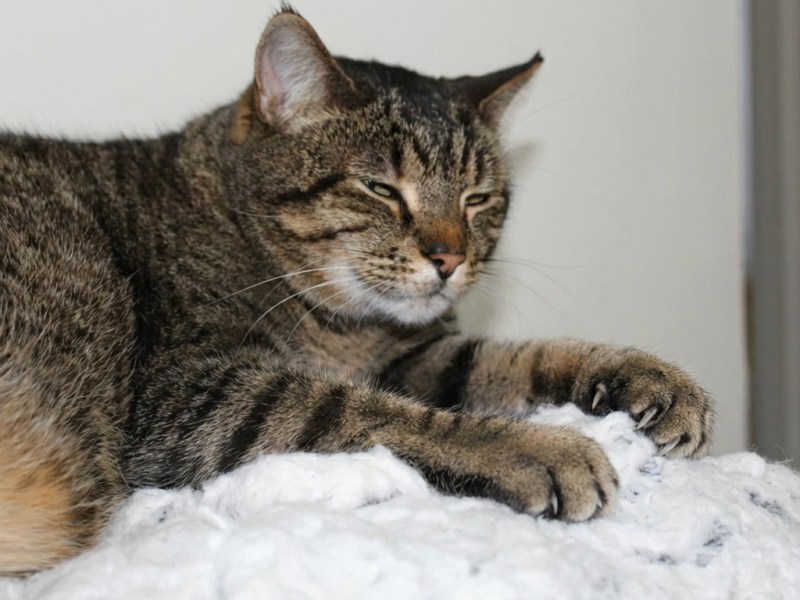 Why Do Cats Make Biscuits? Understanding Your Cat’s Kneading&nbsp;Behavior