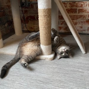 Gray and white tabby cat lying upside down on cat tree platform at Second Chance Cats showing relaxed stretching behavior