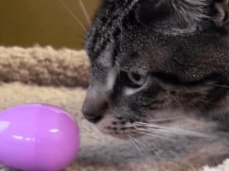 Community, Cats, and Candy: Recapping Our 4th Annual Spring Egg&nbsp;Hunt