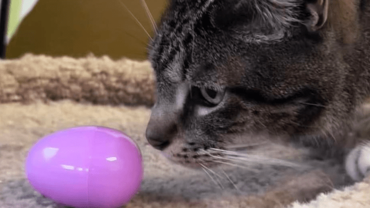 Community, Cats, and Candy: Recapping Our 4th Annual Spring Egg&nbsp;Hunt
