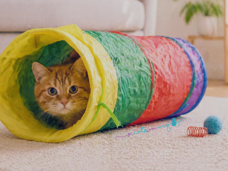 9 Fun Cat Enrichment Ideas to Keep Boredom in the Litter&nbsp;Box
