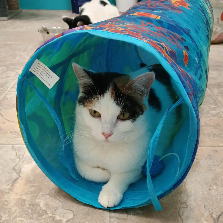 Burlie crinkle tunnel cat bored 