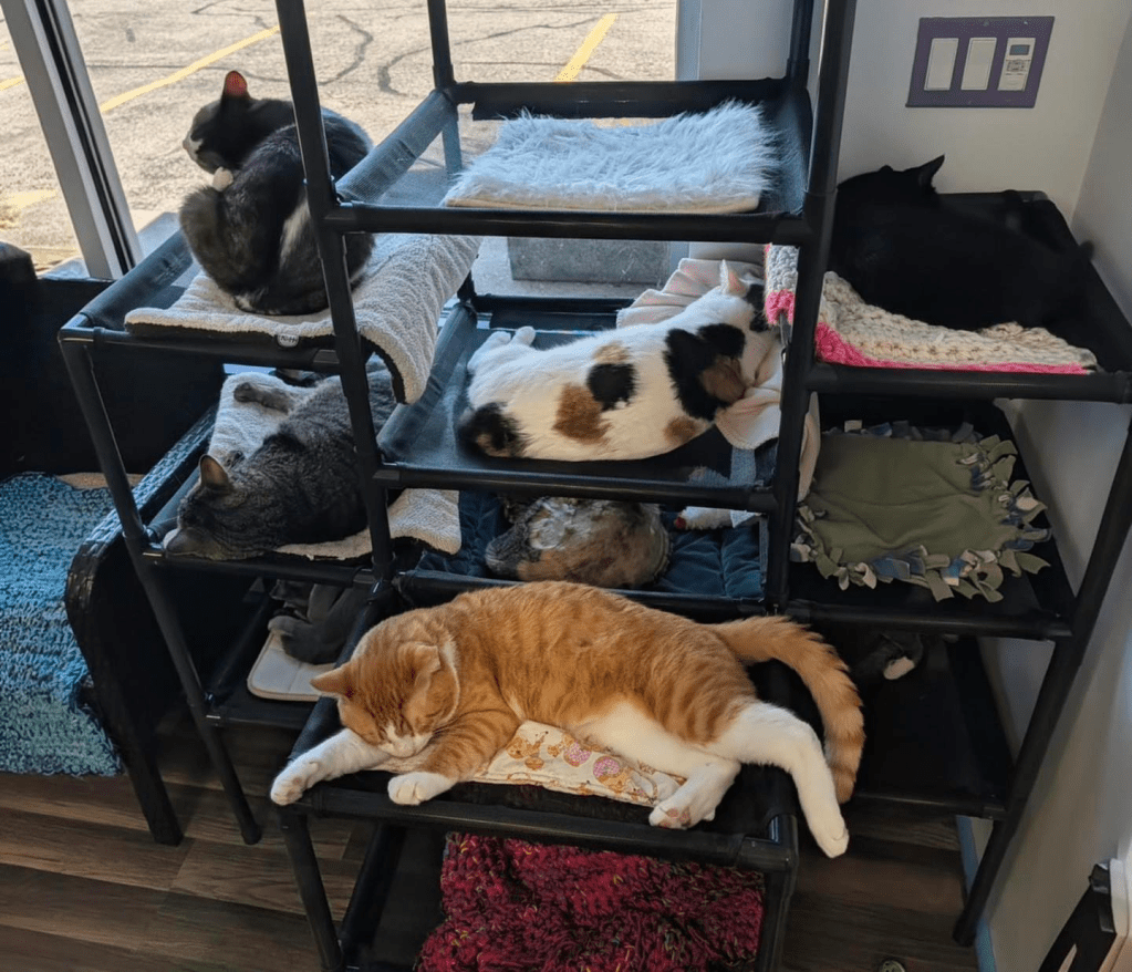 cat trees for boredom 