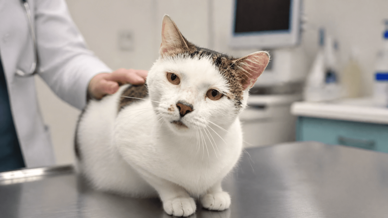 how much is a vet check up for a cat in Grand Rapids Michigan