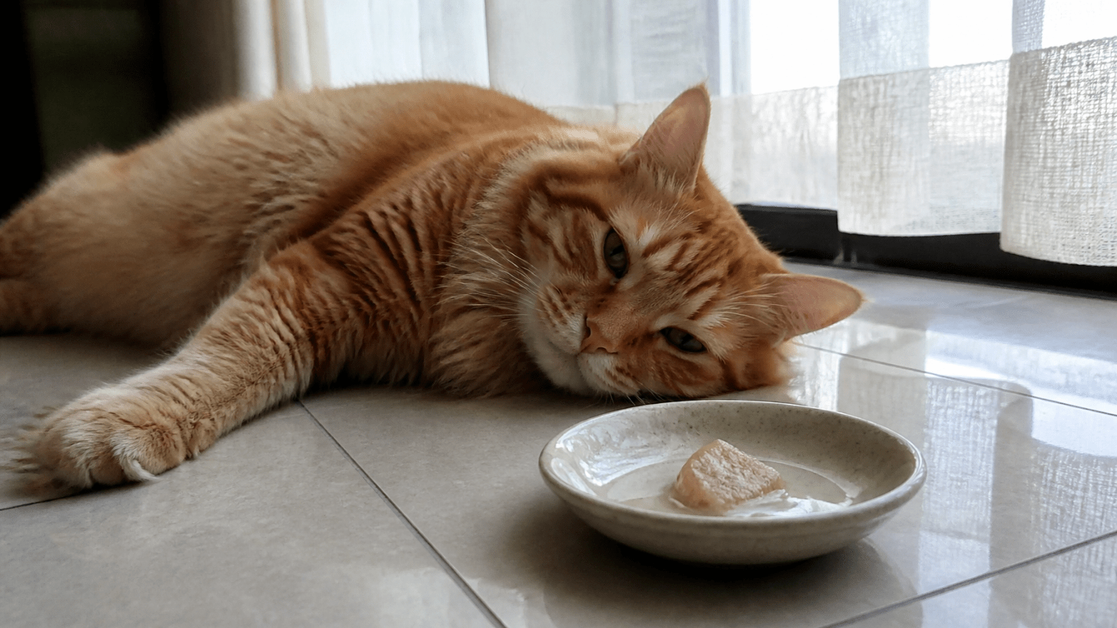hot cat in summer in grand rapids michigan