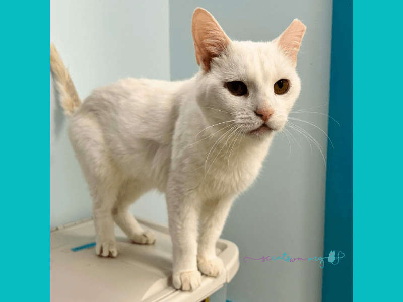 What Does “No-Kill” Mean? A Guide to No-Kill Shelters in Grand&nbsp;Rapids