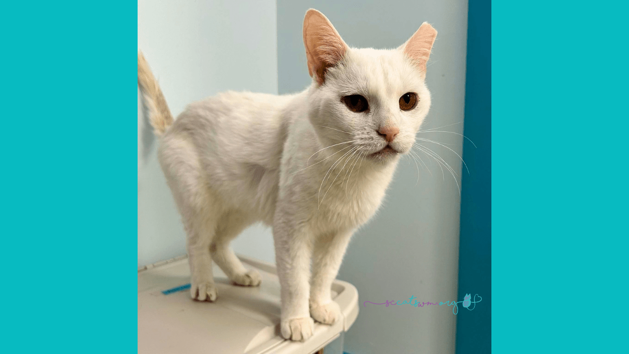 What Does No-Kill Mean A Guide to No-Kill Shelters in Grand Rapids